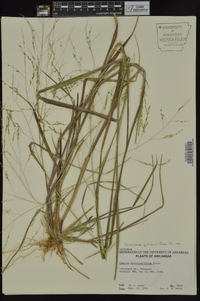 Panicum dichotomiflorum subsp. dichotomiflorum image