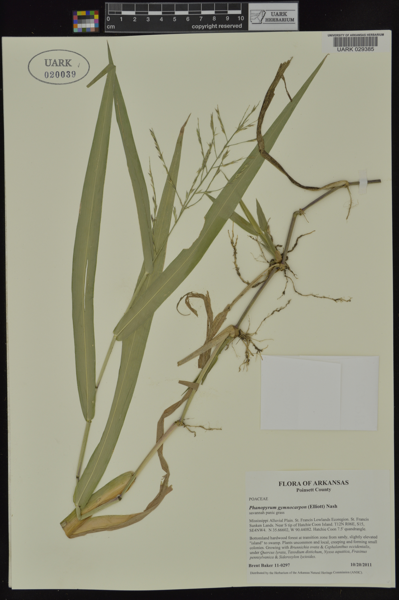 Phanopyrum gymnocarpon image