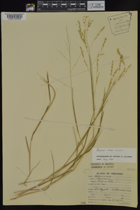 Panicum hians image