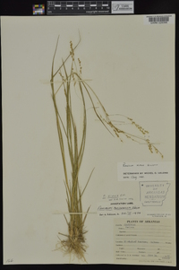 Panicum hians image