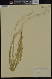 Panicum hians image