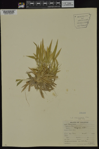 Dichanthelium laxiflorum image