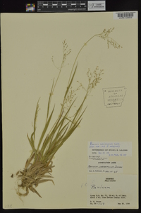 Dichanthelium laxiflorum image