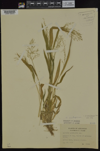 Dichanthelium laxiflorum image