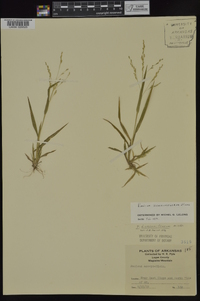 Panicum dichotomiflorum subsp. dichotomiflorum image