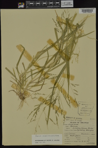 Panicum dichotomiflorum subsp. dichotomiflorum image