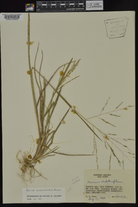 Panicum dichotomiflorum subsp. dichotomiflorum image