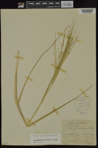 Panicum dichotomiflorum subsp. dichotomiflorum image