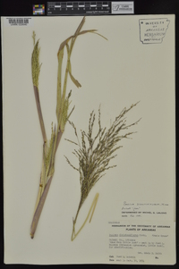 Panicum dichotomiflorum subsp. dichotomiflorum image