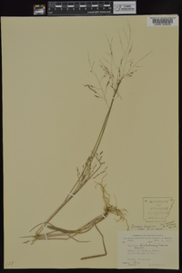 Panicum dichotomiflorum subsp. dichotomiflorum image