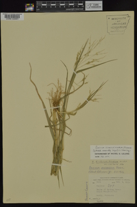 Panicum dichotomiflorum subsp. dichotomiflorum image