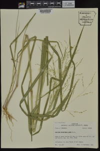 Panicum dichotomiflorum subsp. dichotomiflorum image