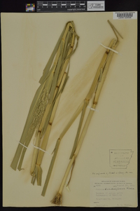 Panicum dichotomiflorum subsp. dichotomiflorum image