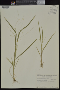 Panicum dichotomiflorum subsp. dichotomiflorum image