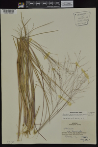 Panicum dichotomiflorum subsp. dichotomiflorum image