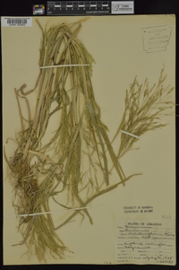 Panicum dichotomiflorum subsp. dichotomiflorum image