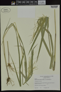 Panicum dichotomiflorum subsp. dichotomiflorum image