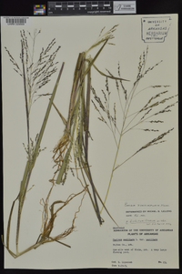 Panicum dichotomiflorum subsp. dichotomiflorum image