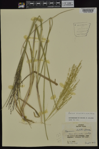 Panicum dichotomiflorum subsp. dichotomiflorum image