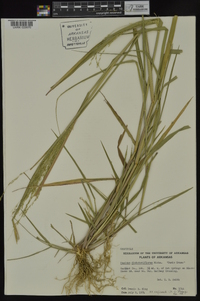 Panicum dichotomiflorum subsp. dichotomiflorum image