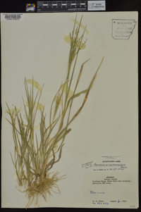 Panicum dichotomiflorum subsp. dichotomiflorum image