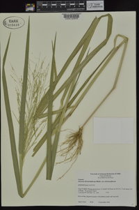 Panicum dichotomiflorum subsp. dichotomiflorum image