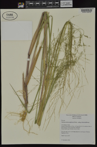 Panicum dichotomiflorum subsp. dichotomiflorum image