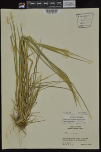 Panicum dichotomiflorum subsp. dichotomiflorum image