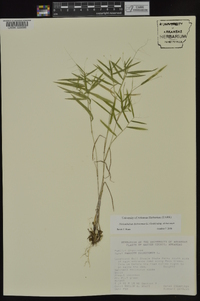 Dichanthelium dichotomum subsp. dichotomum image