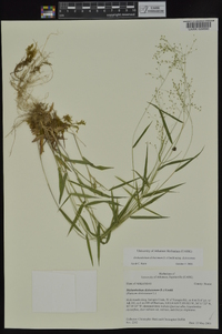 Dichanthelium dichotomum subsp. dichotomum image