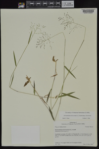 Dichanthelium dichotomum subsp. dichotomum image