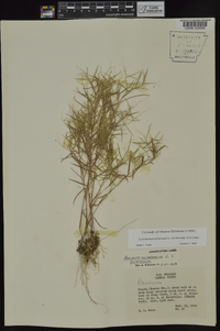 Dichanthelium dichotomum subsp. dichotomum image