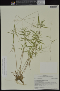 Dichanthelium dichotomum subsp. dichotomum image