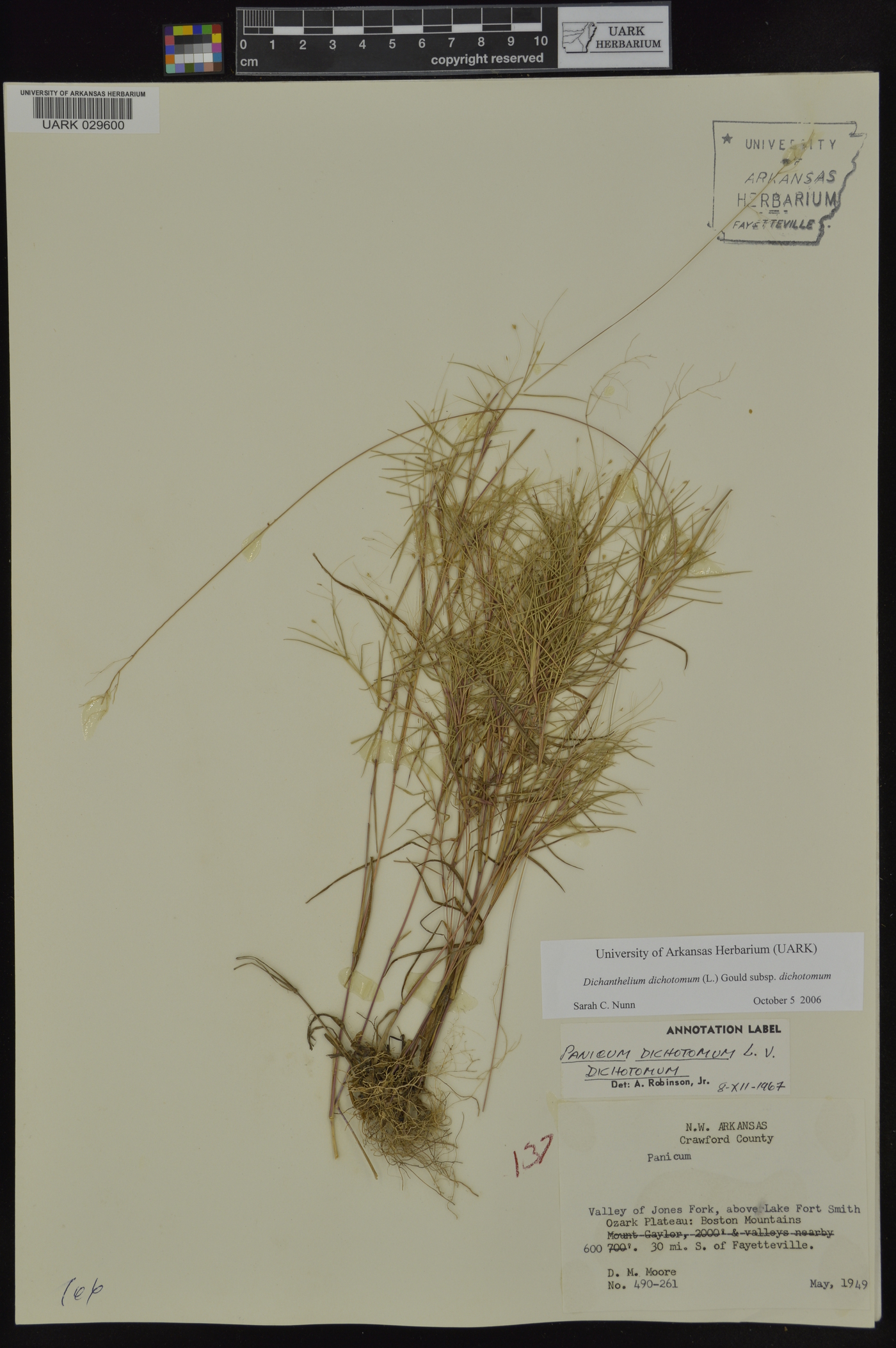 Dichanthelium dichotomum subsp. dichotomum image