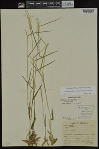 Dichanthelium dichotomum subsp. dichotomum image