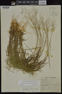 Dichanthelium dichotomum subsp. dichotomum image