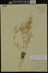 Dichanthelium dichotomum subsp. dichotomum image