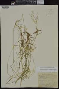 Dichanthelium dichotomum subsp. dichotomum image