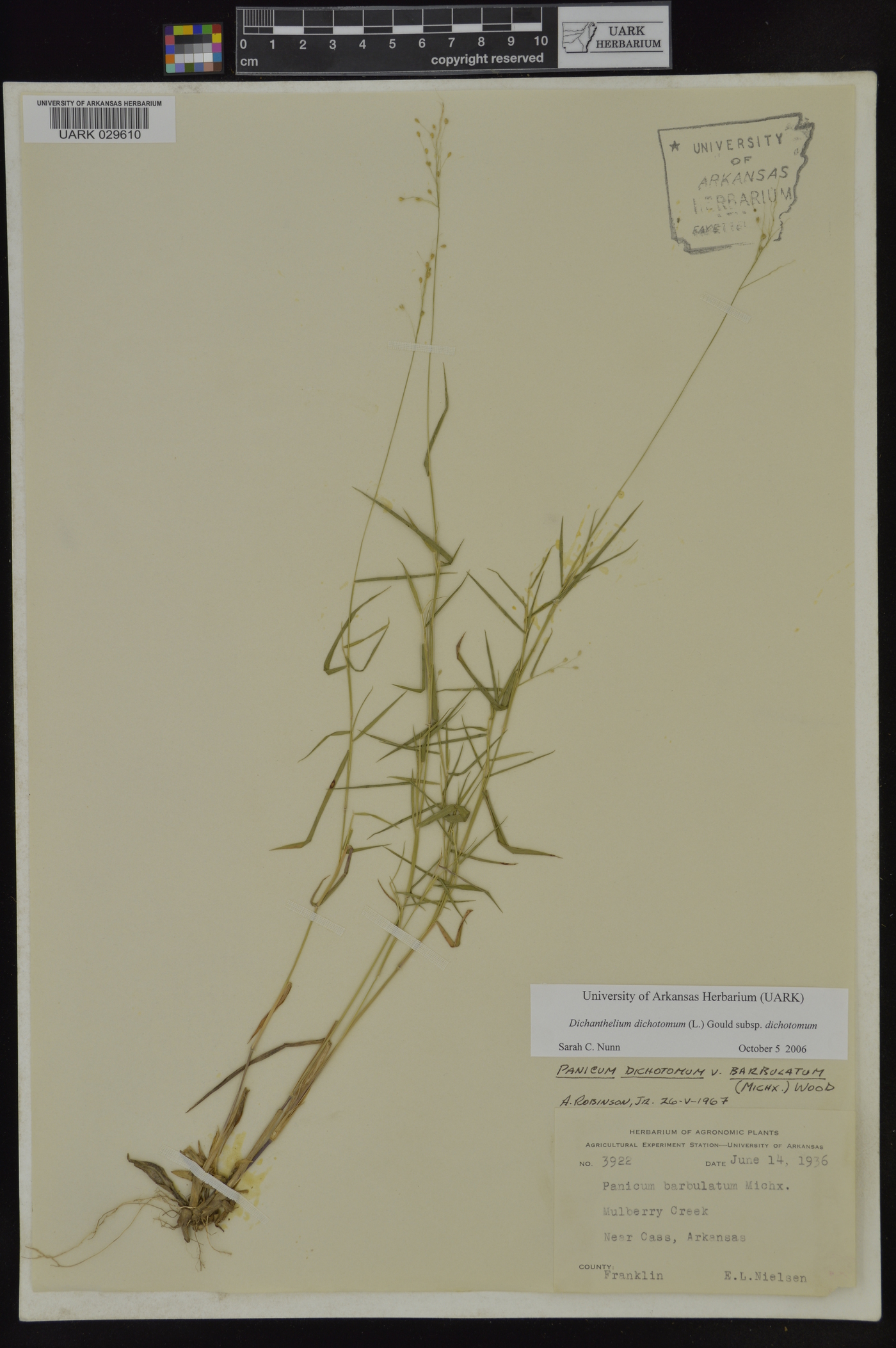 Dichanthelium dichotomum subsp. dichotomum image