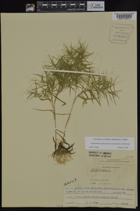 Dichanthelium dichotomum subsp. dichotomum image