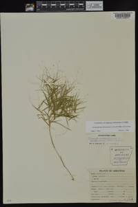 Dichanthelium dichotomum subsp. dichotomum image