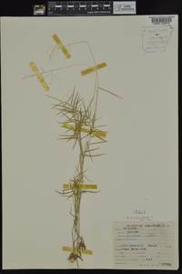 Dichanthelium dichotomum subsp. dichotomum image