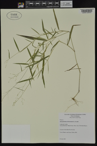 Dichanthelium dichotomum subsp. dichotomum image