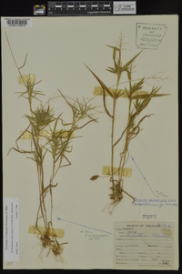 Dichanthelium dichotomum subsp. dichotomum image