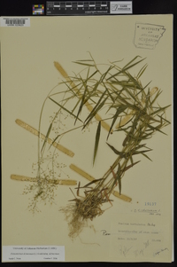 Dichanthelium dichotomum subsp. dichotomum image