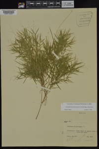 Dichanthelium dichotomum subsp. dichotomum image