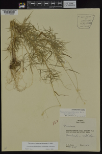 Dichanthelium dichotomum subsp. dichotomum image