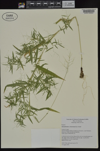 Dichanthelium dichotomum subsp. dichotomum image