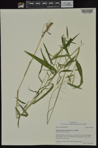 Dichanthelium dichotomum subsp. dichotomum image