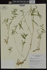 Dichanthelium dichotomum subsp. dichotomum image